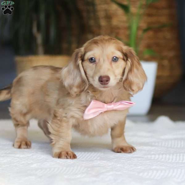 Schnitzel, Dachshund Puppy